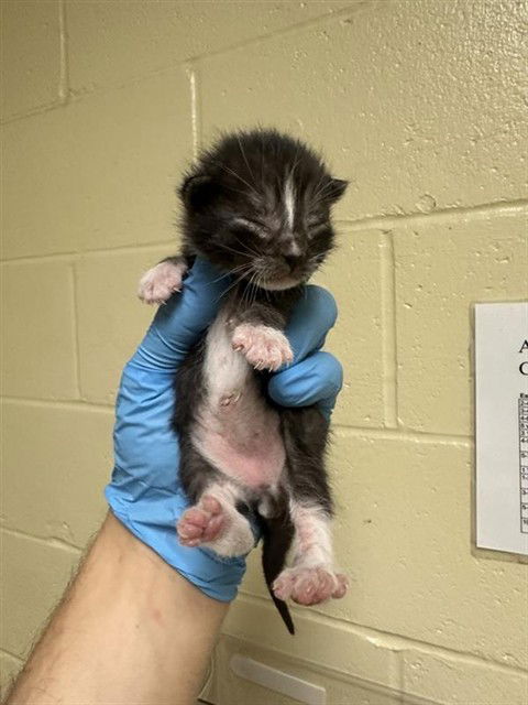adoptable Cat in Sacramento, CA named A710655