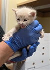 adoptable Cat in Sacramento, CA named A710855