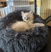 adoptable Cat in Sacramento, CA named MARTY