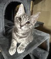 adoptable Cat in Sacramento, CA named SYLVEON