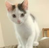 adoptable Cat in Sacramento, CA named CORGI
