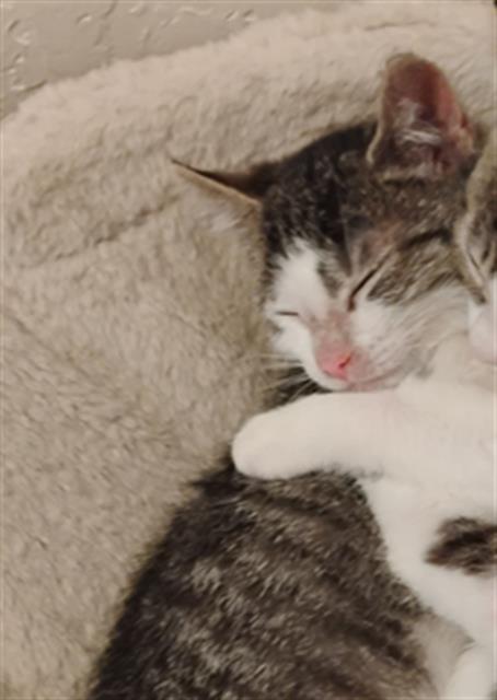 adoptable Cat in Sacramento, CA named BASSET