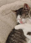 adoptable Cat in Sacramento, CA named BASSET