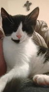 adoptable Cat in Sacramento, CA named BEAGLE