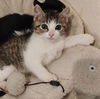 adoptable Cat in Sacramento, CA named DACHSHUND