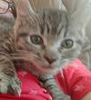 adoptable Cat in Sacramento, CA named AFGAN