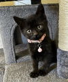 adoptable Cat in Sacramento, CA named DARCEY