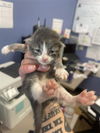 adoptable Cat in Sacramento, CA named A711758