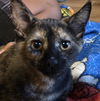 adoptable Cat in Sacramento, CA named MISS PIGGY