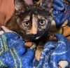 adoptable Cat in Sacramento, CA named BRE BRR PATIPIM