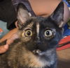 adoptable Cat in Sacramento, CA named STRIPE