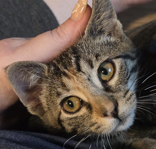 adoptable Cat in Sacramento, CA named TABBY