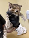 adoptable Cat in Sacramento, CA named PINK