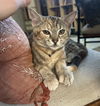 adoptable Cat in Sacramento, CA named BLUE