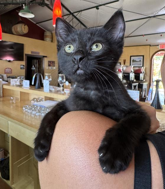adoptable Cat in Sacramento, CA named GREY
