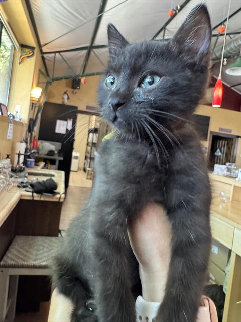 adoptable Cat in Sacramento, CA named YELLOW