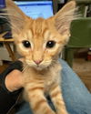 adoptable Cat in  named FERGUSON