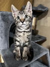 adoptable Cat in Sacramento, CA named SIR CUDDLES-ALOT