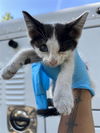 adoptable Cat in Sacramento, CA named GEEGEE