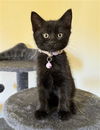 adoptable Cat in Sacramento, CA named ELLIE
