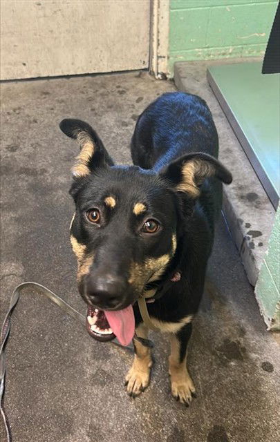 adoptable Dog in Sacramento, CA named ELPHABA