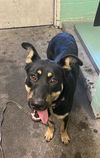 adoptable Dog in Sacramento, CA named ELPHABA