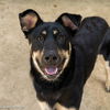 adoptable Dog in  named ELPHABA