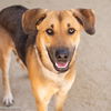 adoptable Dog in  named HONEY