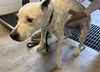 adoptable Dog in Sacramento, CA named SPOT