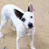 adoptable Dog in  named SPOT