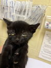 adoptable Cat in Sacramento, CA named A712871