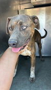 adoptable Dog in  named KIT