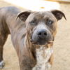 adoptable Dog in  named KIT