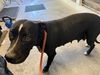 adoptable Dog in  named A716598