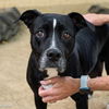 adoptable Dog in  named PENNY LANE