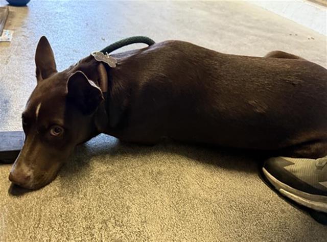 adoptable Dog in Sacramento, CA named A716599