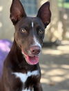 adoptable Dog in  named SASHA
