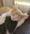 adoptable Cat in ,  named CARAMEL