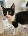 adoptable Cat in ,  named PANDA