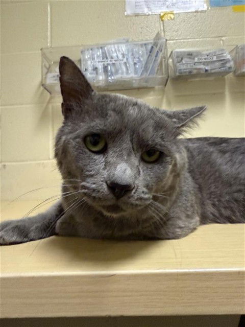 adoptable Cat in Sacramento, CA named A716255