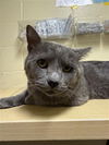 adoptable Cat in ,  named A716255
