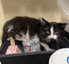 adoptable Cat in ,  named A716379
