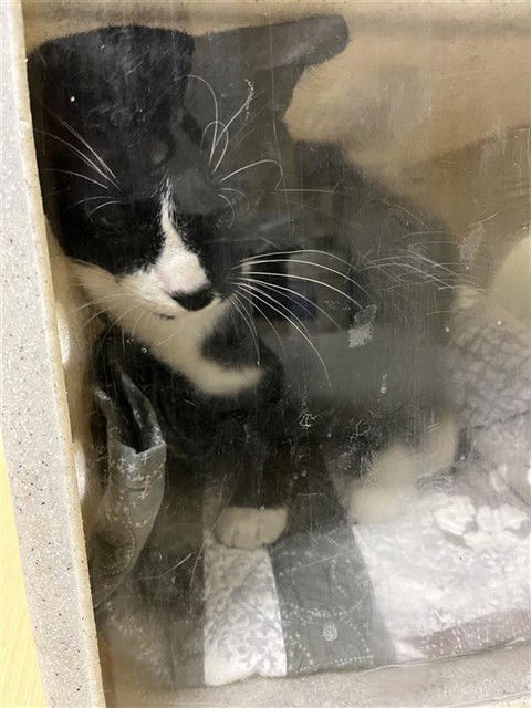 adoptable Cat in Sacramento, CA named A716713