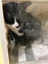 adoptable Cat in Sacramento, CA named A716713