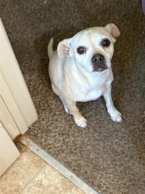 adoptable Dog in Sacramento, CA named A716282
