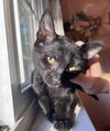 adoptable Cat in  named SARA JESSICA PARKER