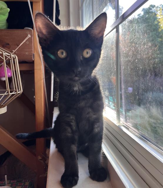adoptable Cat in Sacramento, CA named WINKLE