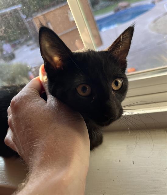 adoptable Cat in Sacramento, CA named MISHA