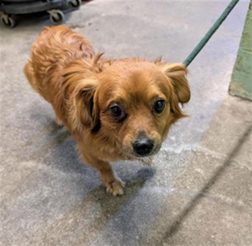 adoptable Dog in Sacramento, CA named OZZIE