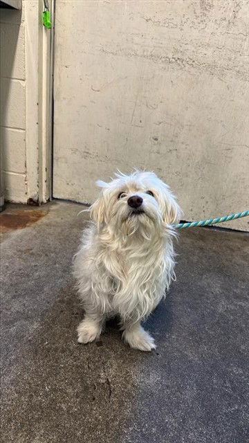 adoptable Dog in Sacramento, CA named A716758